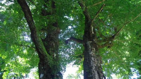 11/29(金)～12/4(水)『植物のある暮らし～葉っぱのうらがわ～冬編』