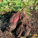 秋のお芋ほり～ほんだ自然農園さんを訪ねて