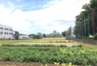 作ってきました ！オリジナルハーブソーセージ：PURE FARM ×カフェスロー with 国分寺・清水農園さんのフレッシュハーブ　2017.8月